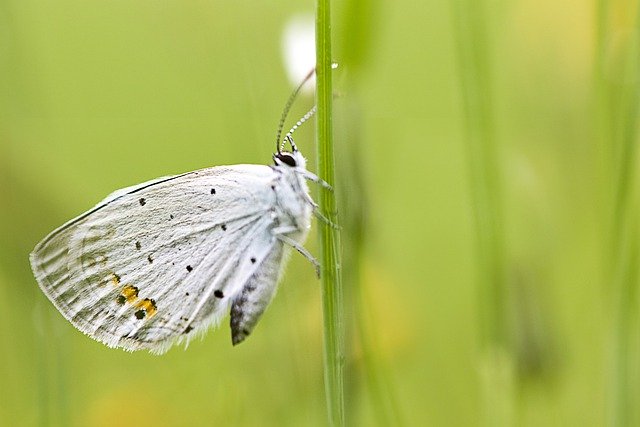 Butterfly Insect Nature Animal  - iemlee / Pixabay