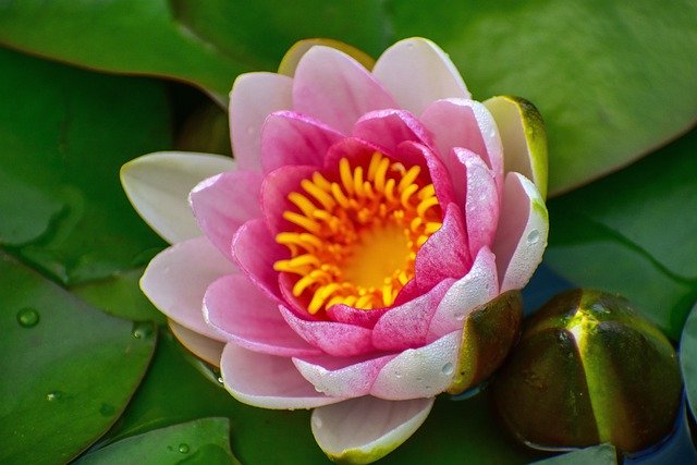 Nature Garden Spring Basin Lotus  - michel89320 / Pixabay